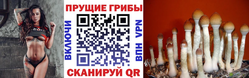 блэк спрут вход Мышкин Галлюциногенные грибы мицелий